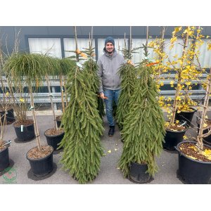 Smrek obyčajný (Picea abies) ´INVERSA´ – výška 140-160 cm, kont. C20L